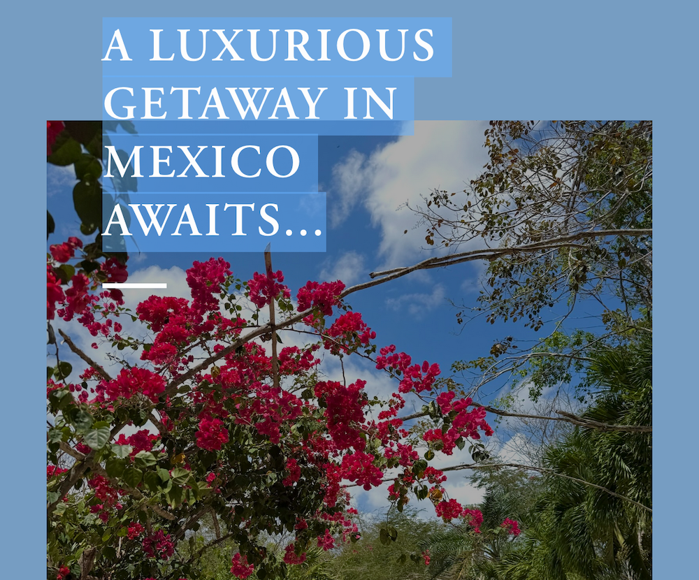 Pink flowers lining the path to the resort in Mexico